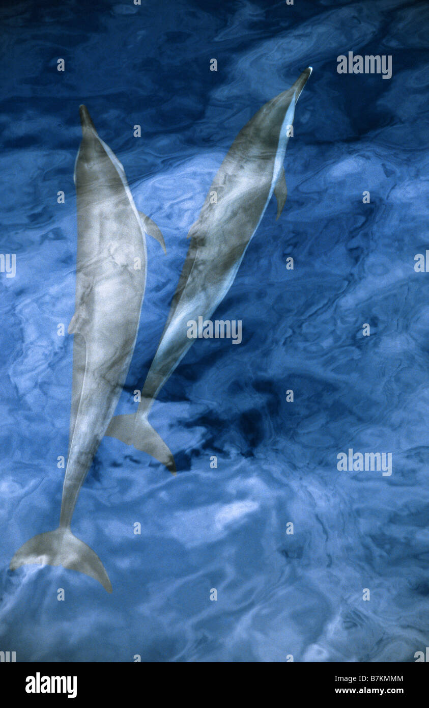 Zwei lange Schnabel gemeine Delfine, Sri Lanka Stockfoto