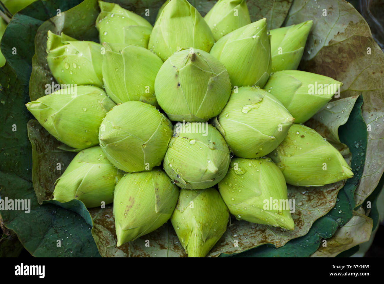 Detail der devotional Lotusblüte anbieten zum Verkauf auf Pak Khlong Talad Blumenmarkt Bangkok Thailand Stockfoto