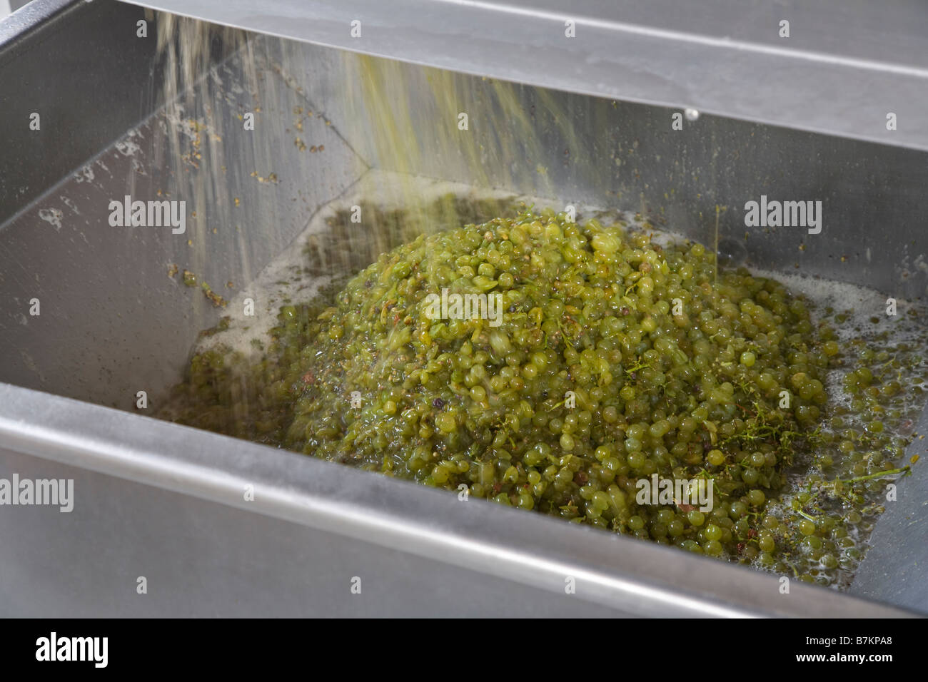 Stiele werden aus CHARDONNAY-Trauben in einem mechanischen Brecher an JOULLIAN Weinberge CARMEL VALLEY CALIFORNIA entfernt. Stockfoto