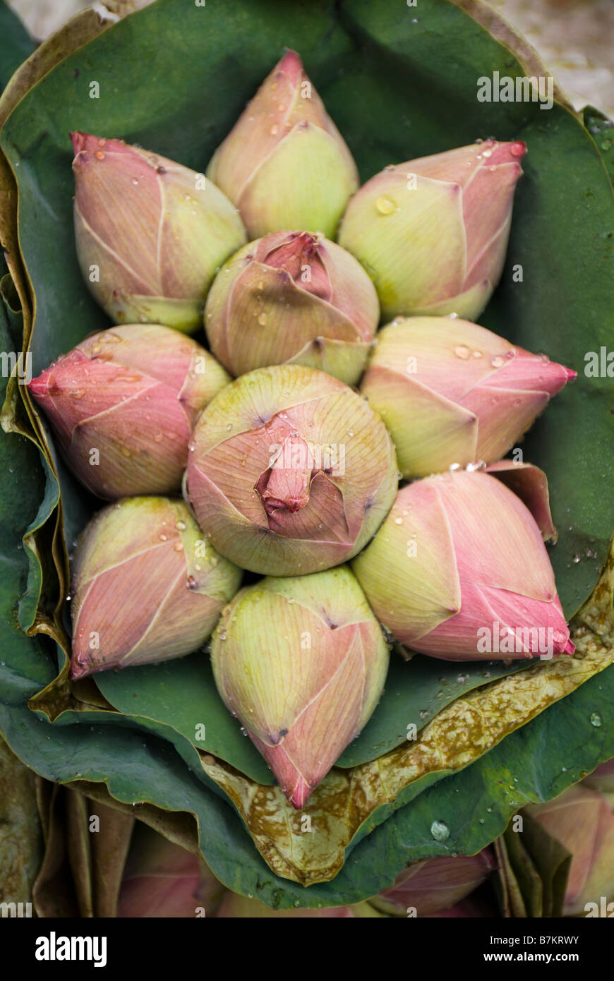 Detail der devotional Lotusblüte anbieten zum Verkauf auf Pak Khlong Talad Blumenmarkt Bangkok Thailand Stockfoto