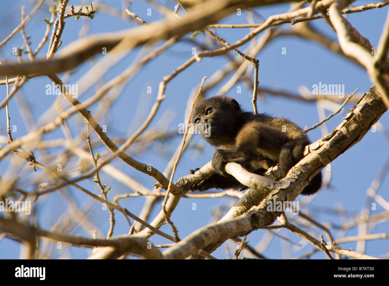 Juvenile Golden Jaguaren Brüllaffen (Alouatta Palliata Palliata) in einem Baum an der Playa Tamarindo-Mündung in Nicoya Halbinsel in Costa Rica. Stockfoto