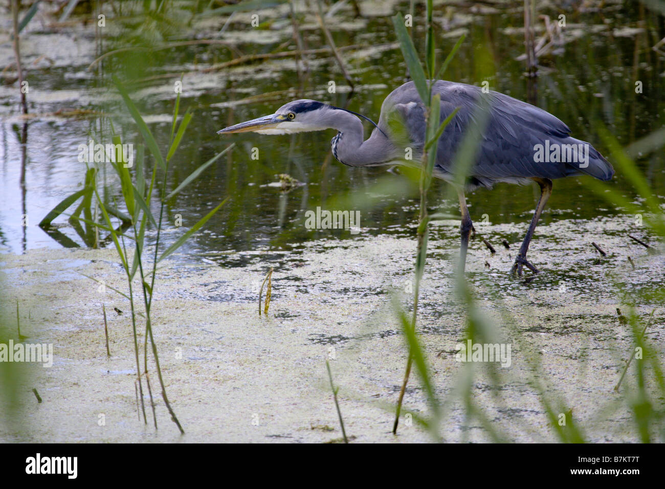 Graureiher stalking Opfer unter Schilf Stockfoto