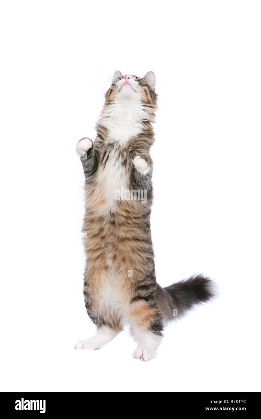 Norwegische Waldkatze stehend am hinteren Beine strecken sich, auf weißem Hintergrund Stockfoto