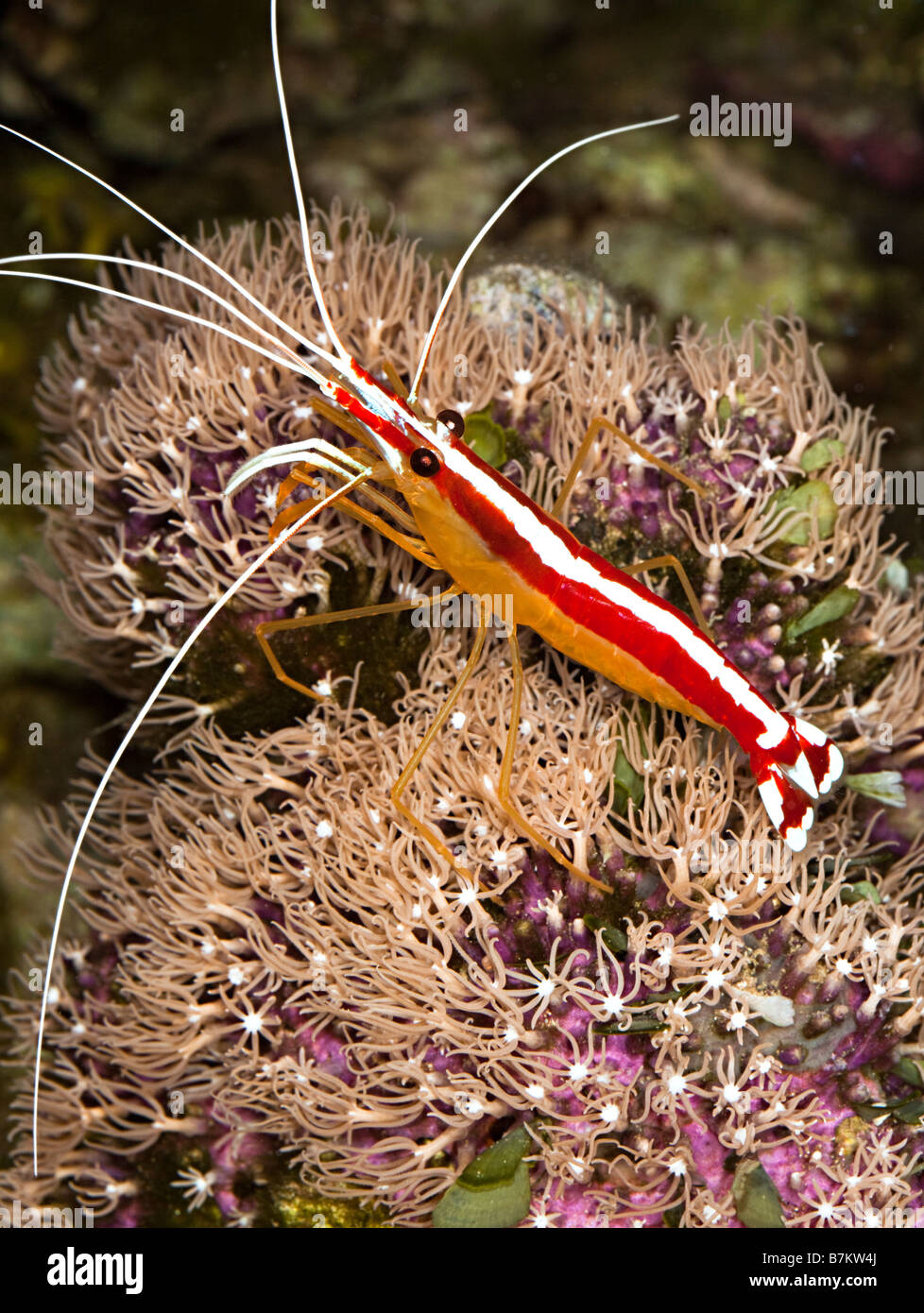 Putzergarnelen Lysmata Amboinensis eine gemeinsame Meerwasseraquarium Spezies auf inkrustieren Koralle Stockfoto