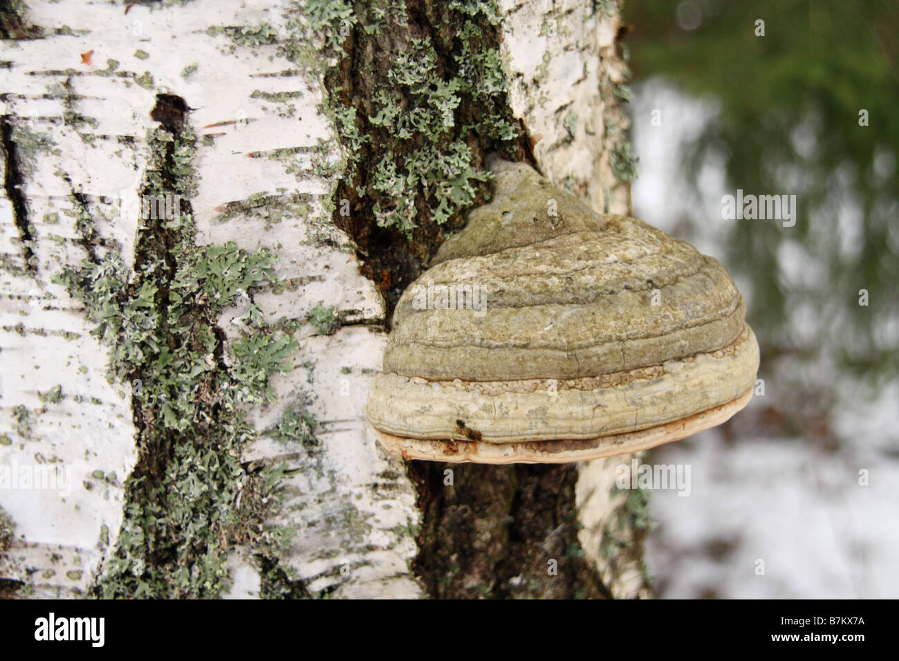 Halterung Pilz auf einen Stamm von einer Birke Stockfoto