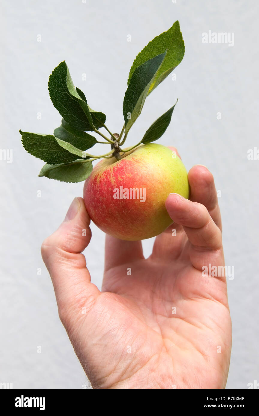Hand halten Apfel Stockfoto