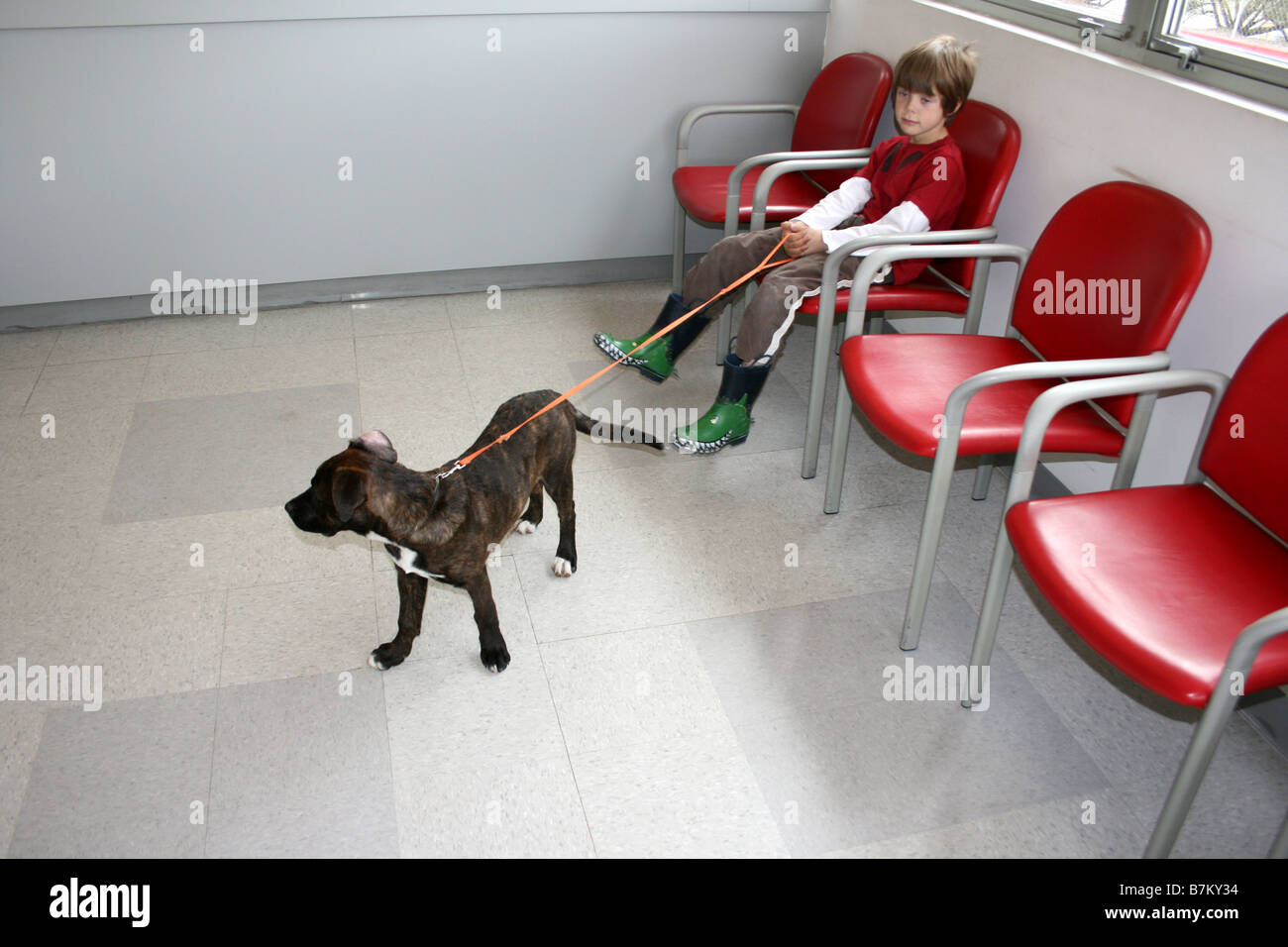 Kind Holding Welpen an der Leine im Wartezimmer, Tierarzt-Besuch für Impfstoff Stockfoto