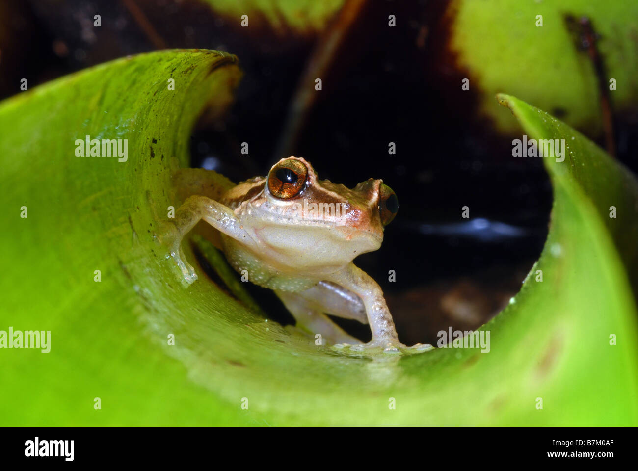 Gemeinsamen Coqui (Eleutherodactylus Coqui), Las Casas De La Selva