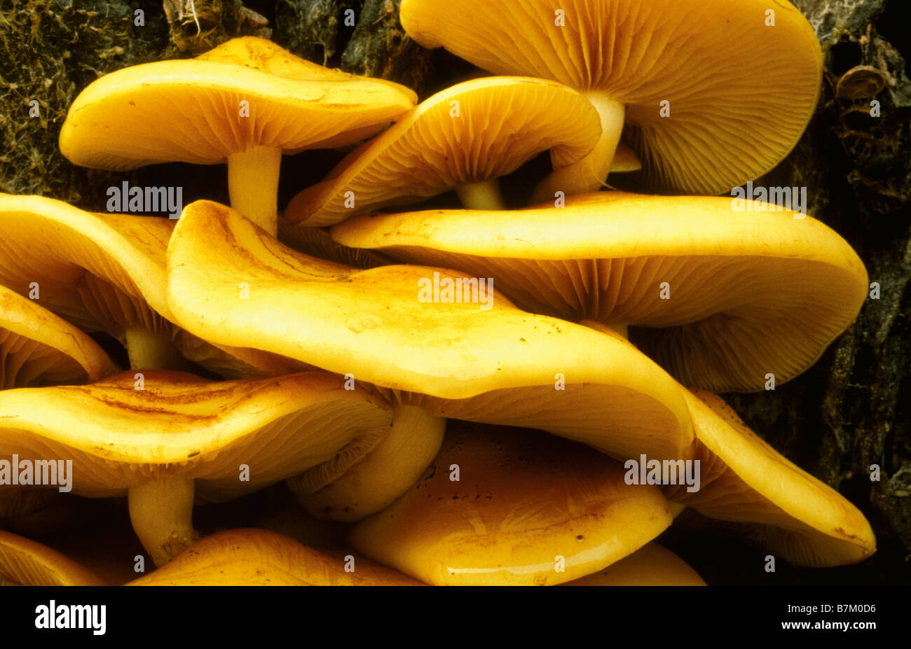 Gelber pilz -Fotos und -Bildmaterial in hoher Auflsung  Alamy
