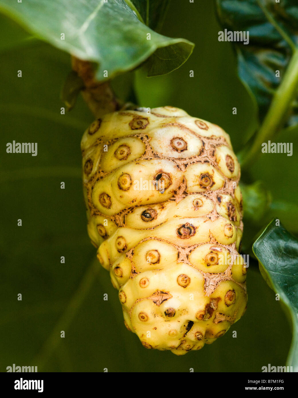 Noni-Frucht (Mornida Citrifolia) auf Ast Stockfoto