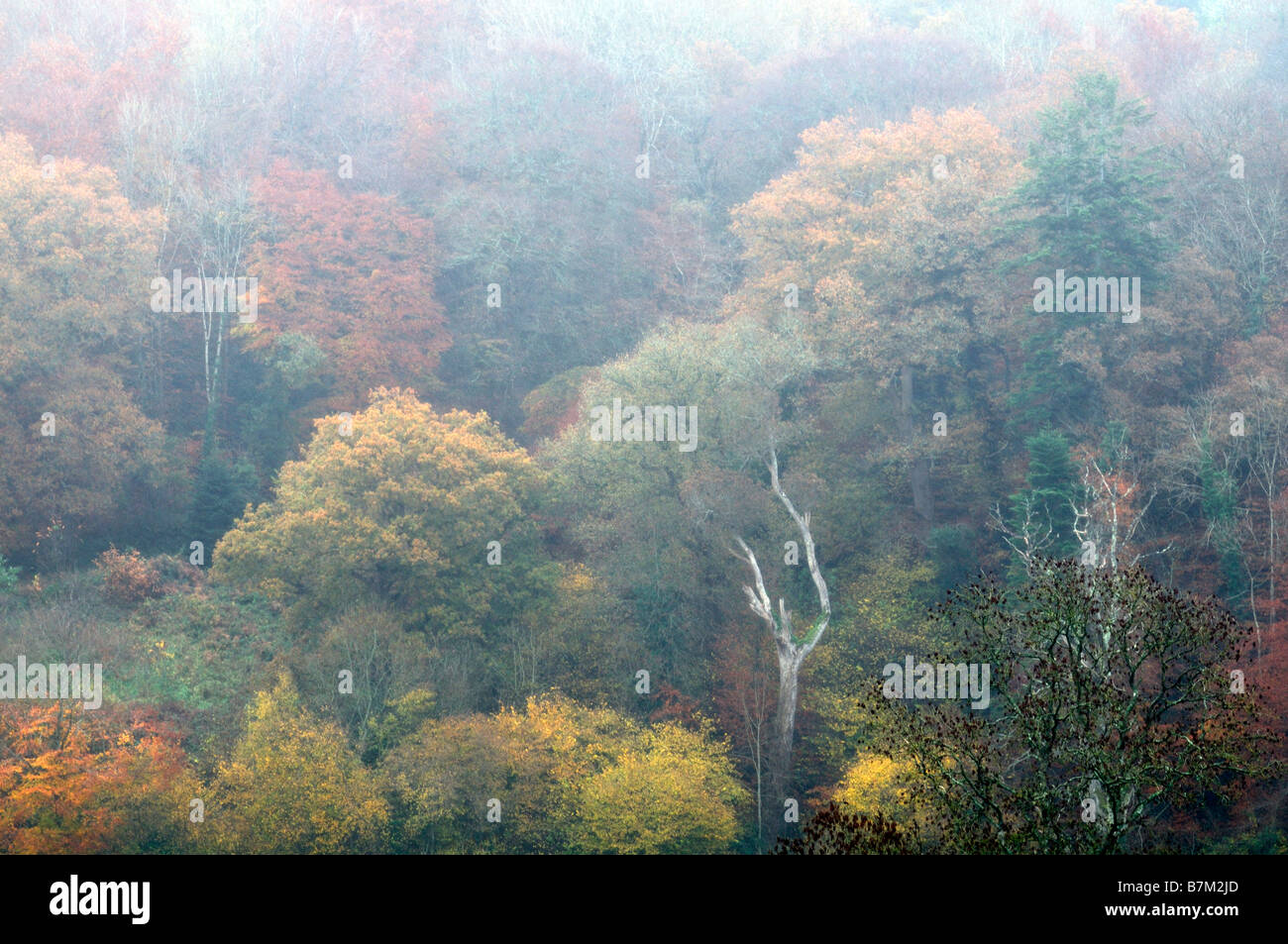 Herbst herbstliche Farbe Farbe Herbst Blatt Blätter Bäume Orangen braunen rosten roten gelben sehr dichten Nebel Nebel Landschaft ländlichen Irland Stockfoto