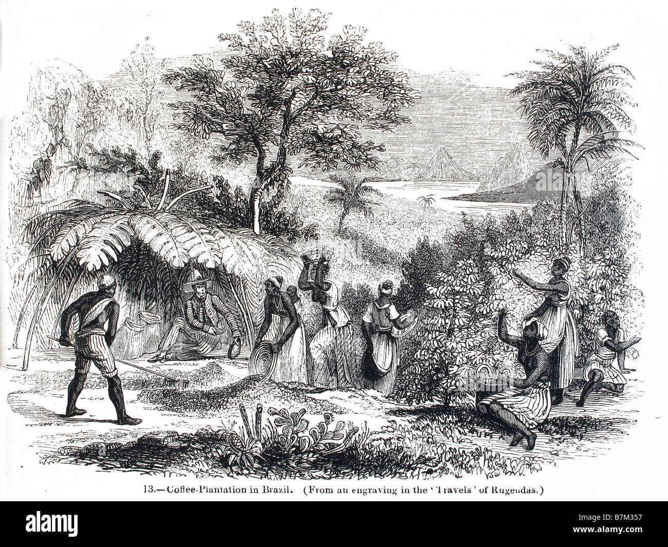 Gravur der Karibik Plantage Stockfoto