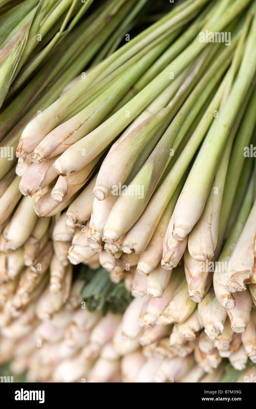 Nahaufnahme von Zitronengras auf einen Stall Pak Khlong Talad frisches Obst und Gemüsemarkt in Bangkok Thailand Stockfoto