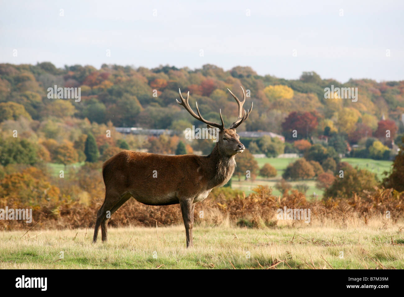 Hirsch vor herbstlichem Hintergrund von Herbstbäumen in Richmond Park, London, Großbritannien Stockfoto
