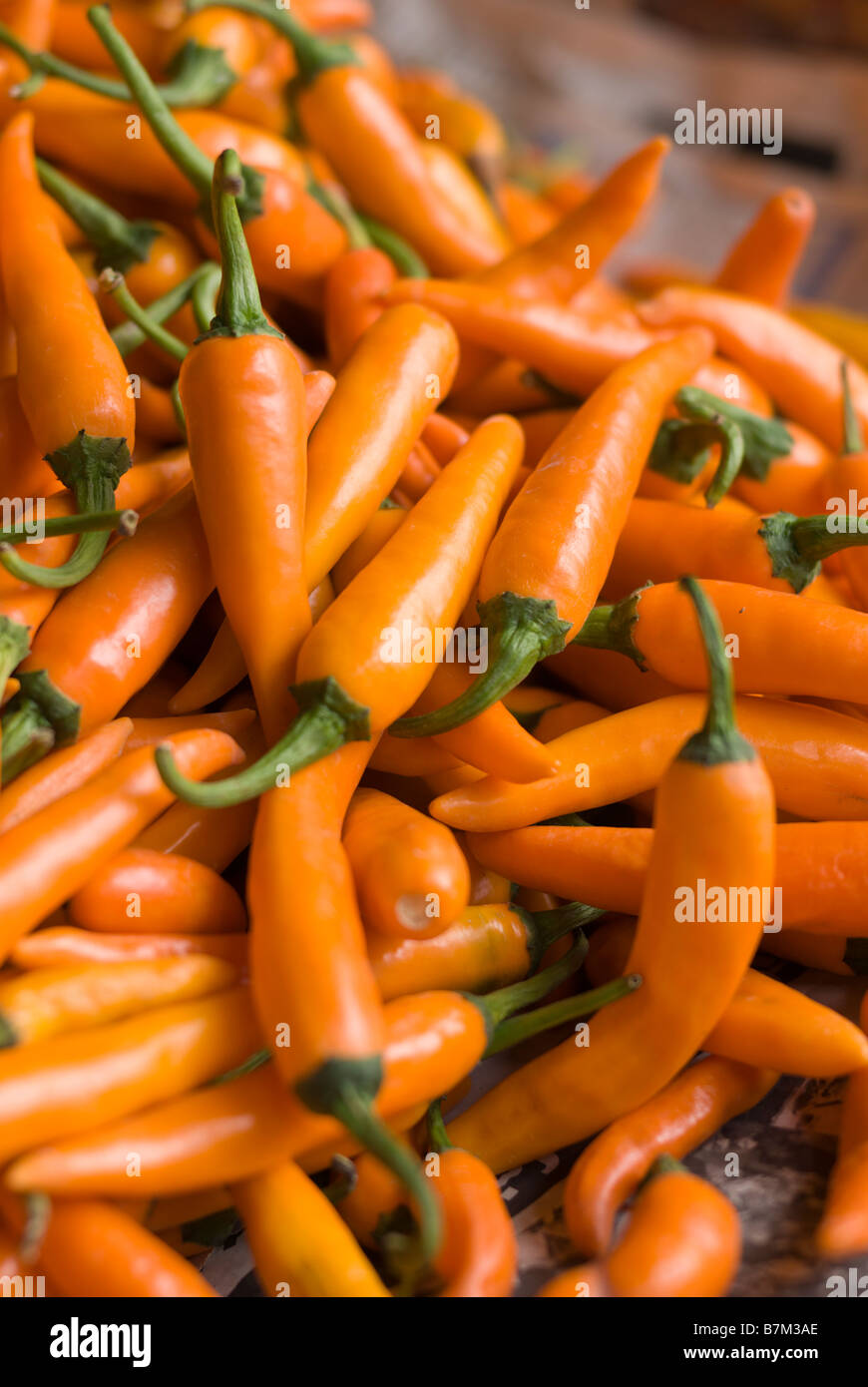 Nahaufnahme eines gelben Chilischoten auf einen Stall Pak Khlong Talad frisches Obst und Gemüsemarkt in Bangkok Thailand Stockfoto