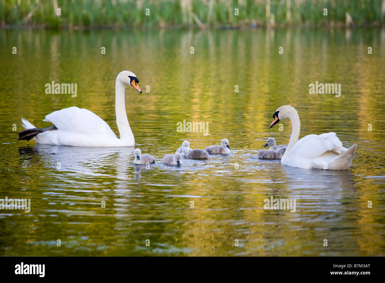 Höckerschwäne mit cygnets Stockfoto