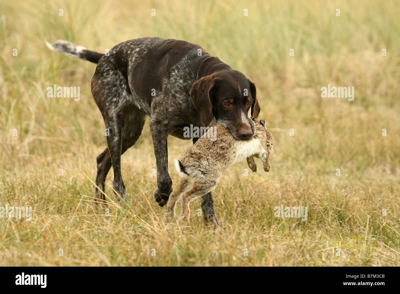 Deutsch Drahthaar Stockfoto