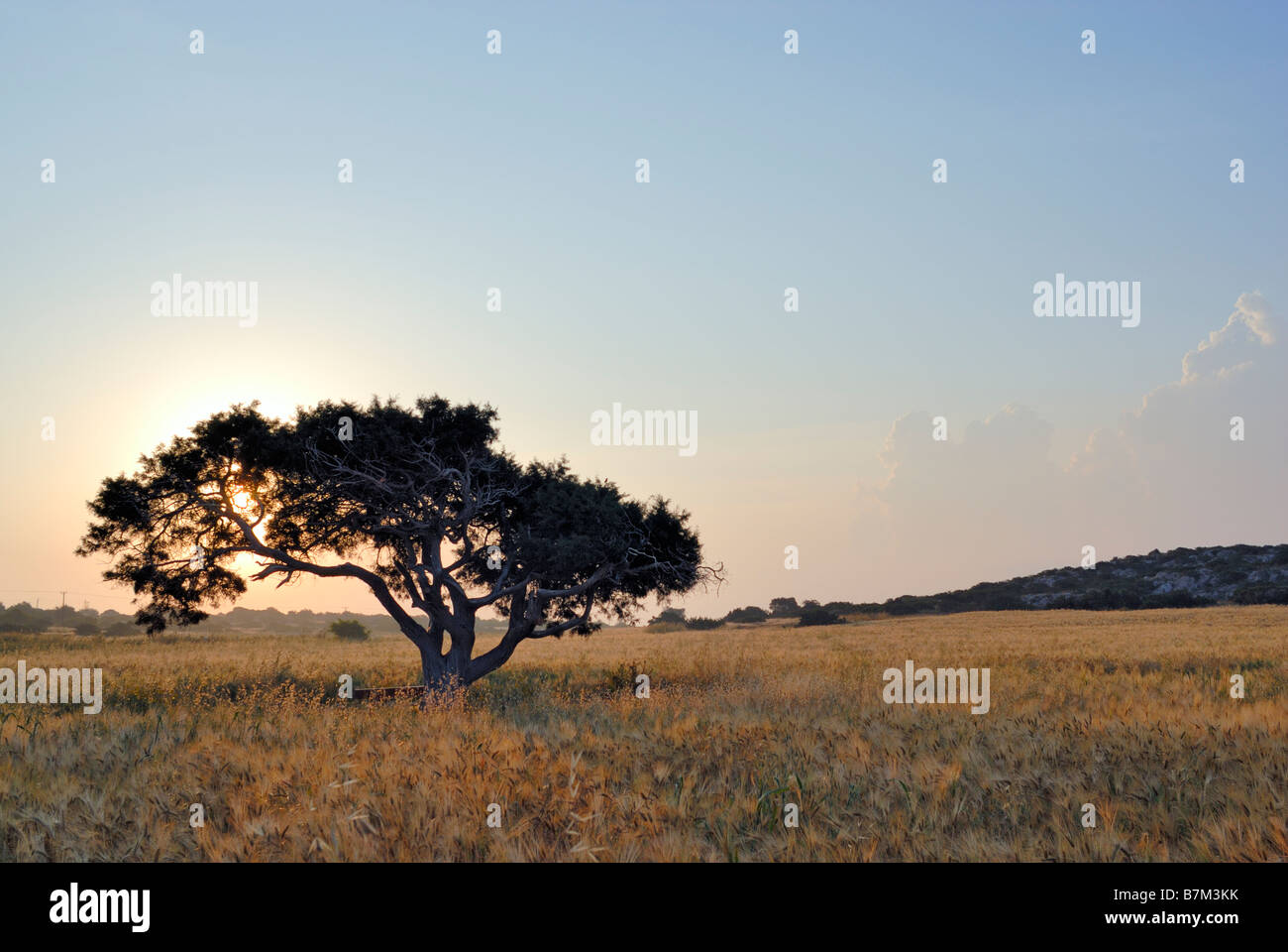 Einsamer Baum auf einer Wiese eine Morgendämmerung Stockfoto