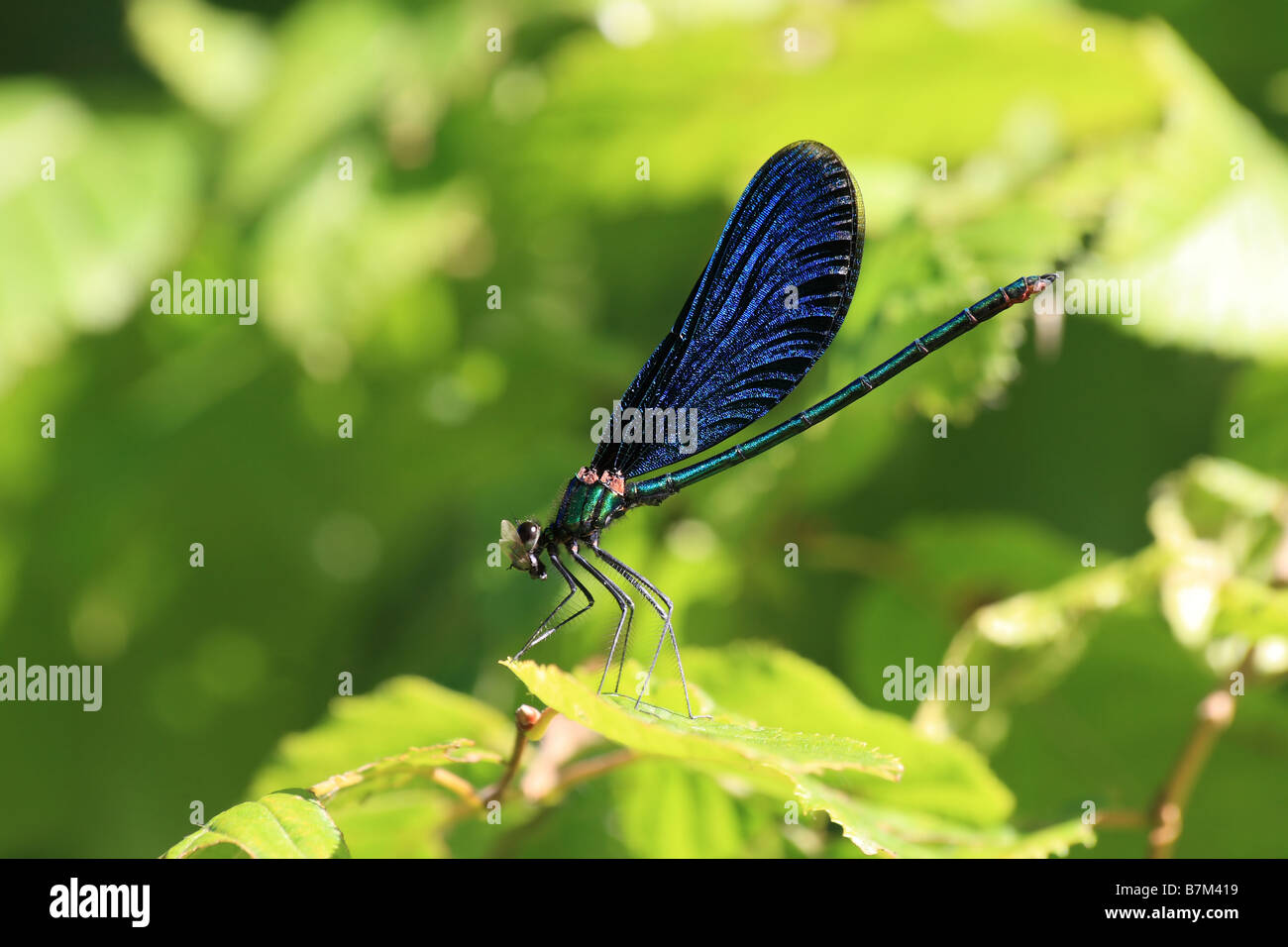 Eine männliche Calopteryx Virgo Essen seine Beute Stockfoto