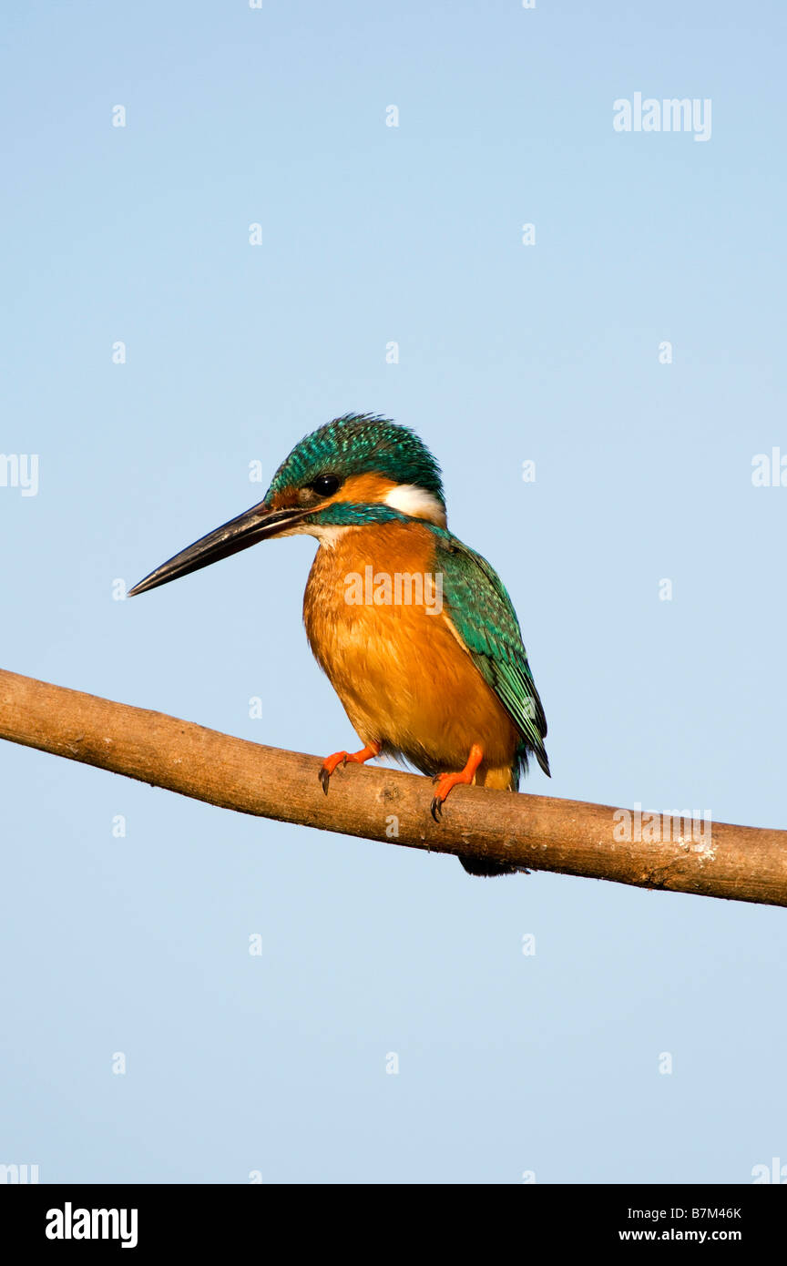 Alcedo atthis. Gemeinsame Europäische Kingfisher thront auf einem Stick über einen Brunnen in der indischen Landschaft. Andhra Pradesh, Indien Stockfoto