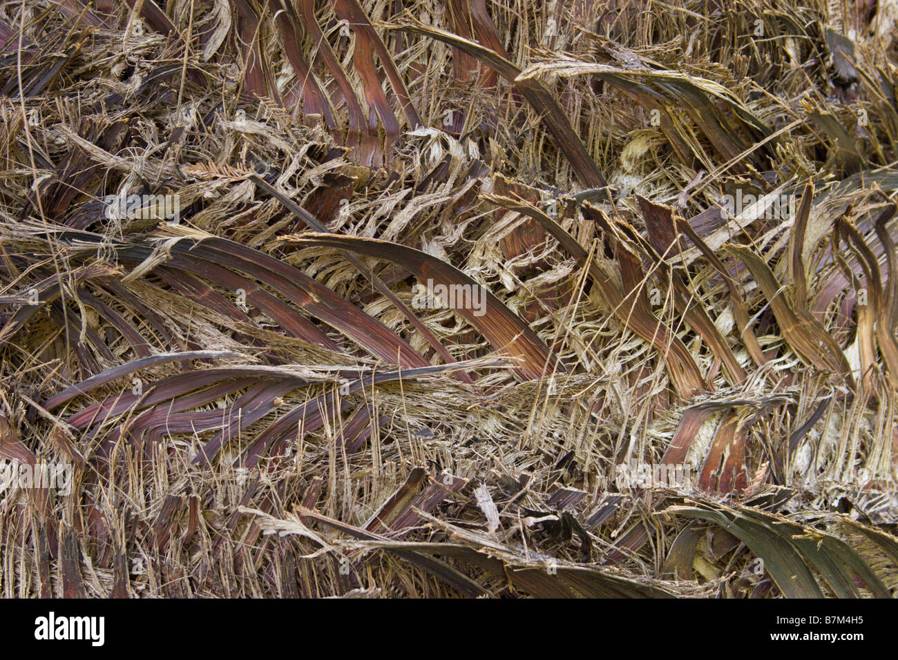 Muster in der Natur Stamm tropische Palme Stockfoto
