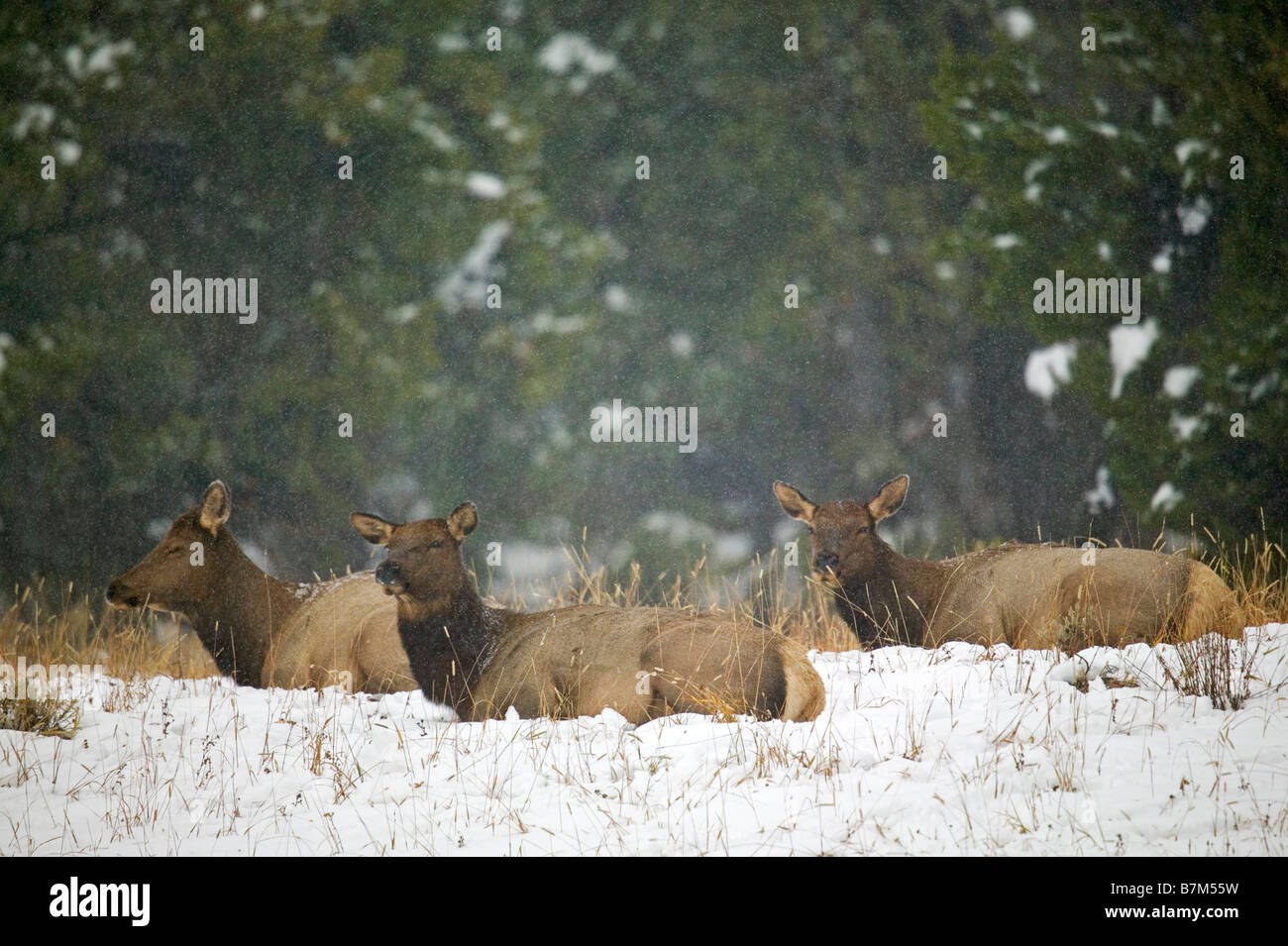 Drei Kuh Elch gebettet in einem Schneesturm. Stockfoto