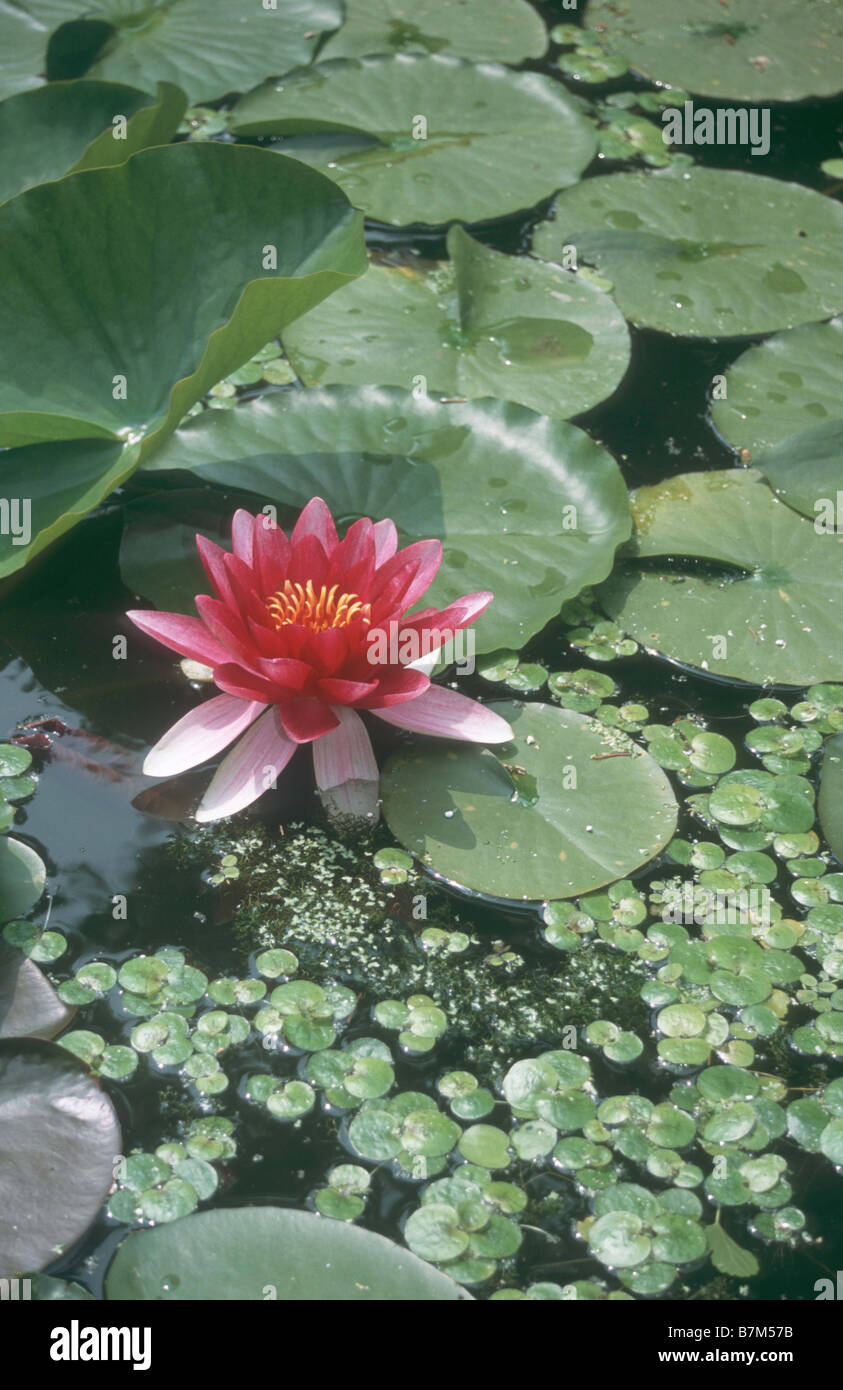 Seerosen in voller Blüte im Teich im Sommergarten. Stockfoto