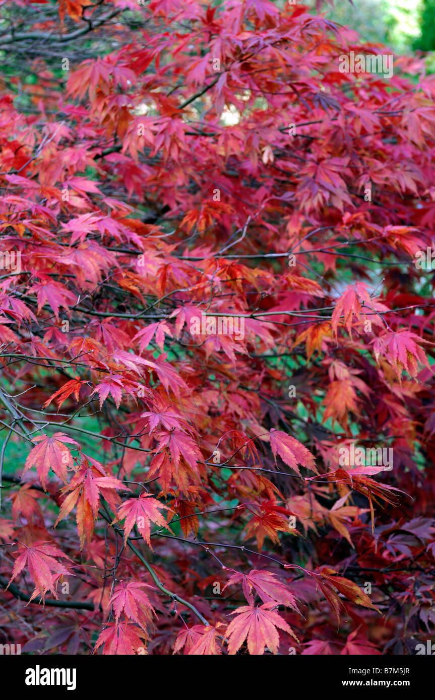 roten pulsierenden farbigen Acer Palmatum Herbstblätter herbstlichen Farbe Farbe fallen gefleckten Licht Schatten beleuchtet sonnenbeschienenen Stockfoto
