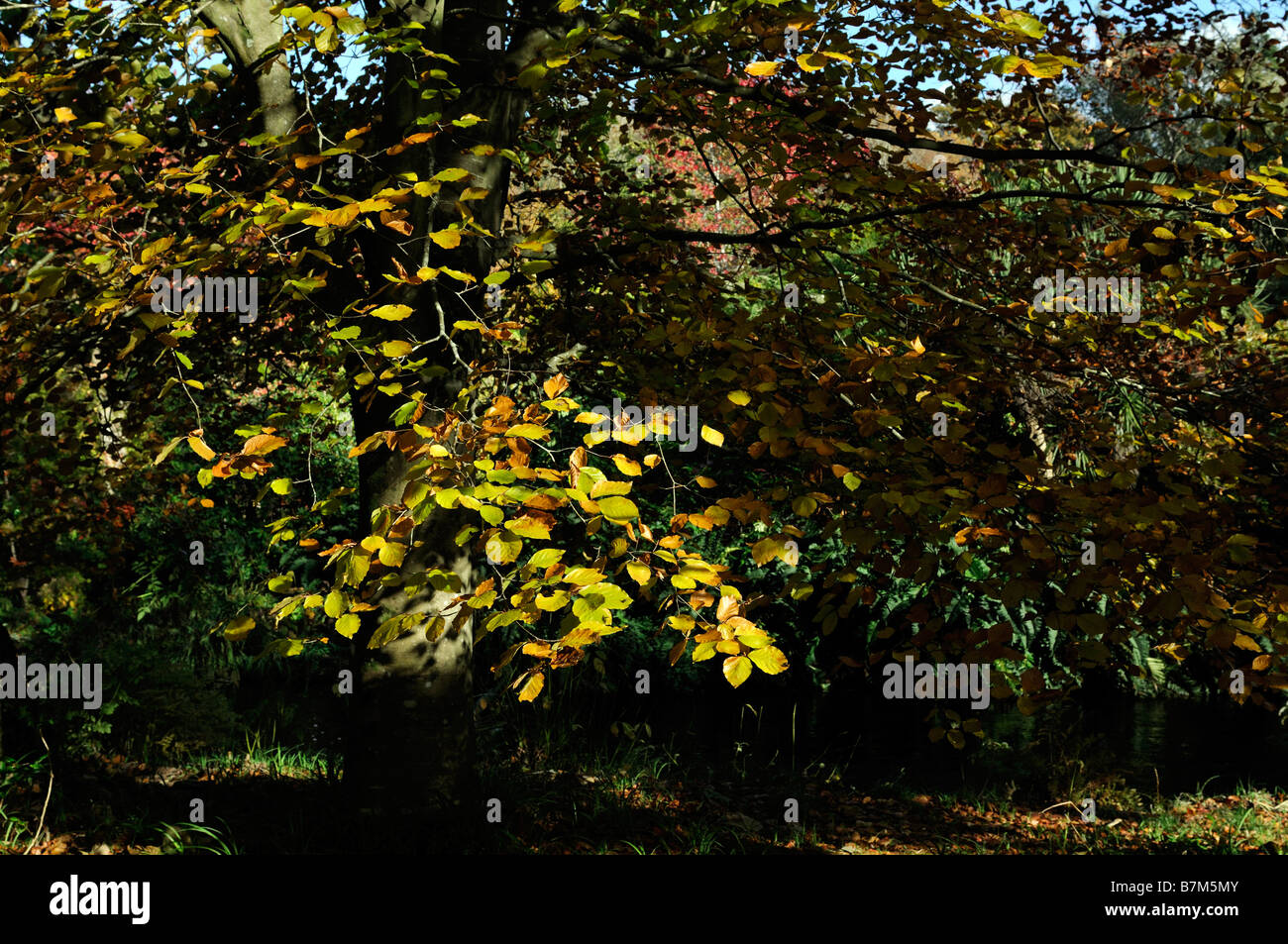 goldbraun gefärbt Buche Baumblätter, Herbst Kontrast dunkel Licht Schatten sonnigen Schatten zu beleuchten Stockfoto