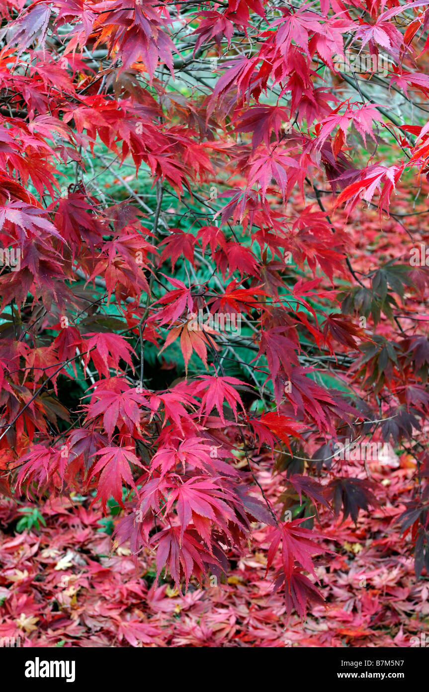 roten pulsierenden farbigen Acer Palmatum Herbstblätter herbstlichen Farbe Farbe fallen gefleckten Licht Schatten beleuchtet sonnenbeschienenen Stockfoto