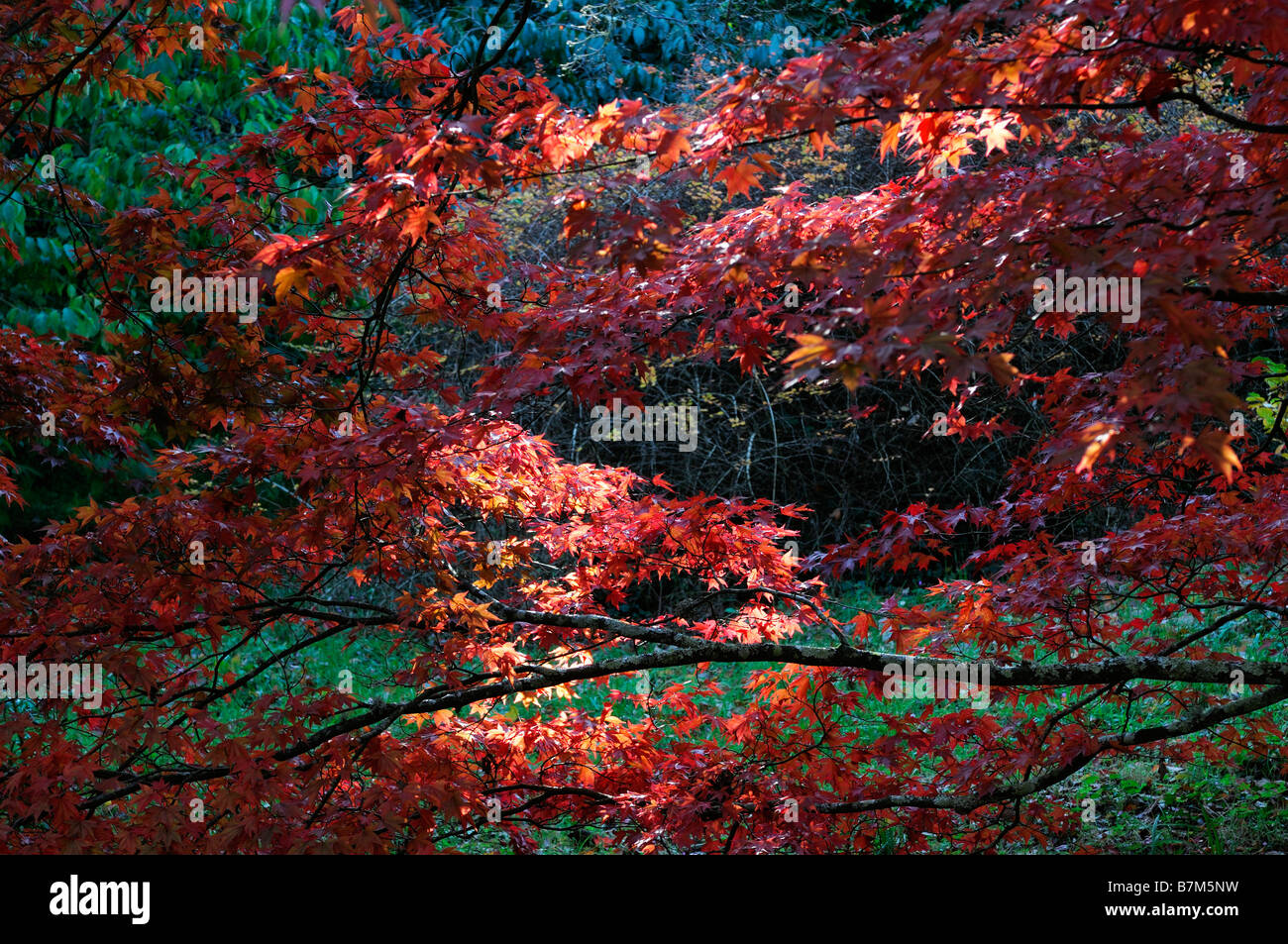 roten pulsierenden farbigen Acer Palmatum Herbstblätter herbstlichen Farbe Farbe fallen gefleckten Licht Schatten beleuchtet sonnenbeschienenen Stockfoto