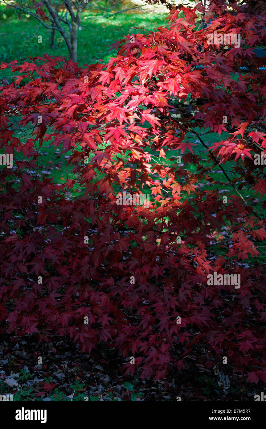 roten pulsierenden farbigen Acer Palmatum Herbstblätter herbstlichen Farbe Farbe fallen gefleckten Licht Schatten beleuchtet sonnenbeschienenen Stockfoto