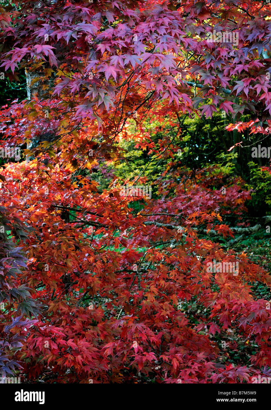 roten pulsierenden farbigen Acer Palmatum Herbstblätter herbstlichen Farbe Farbe fallen gefleckten Licht Schatten beleuchtet sonnenbeschienenen Stockfoto