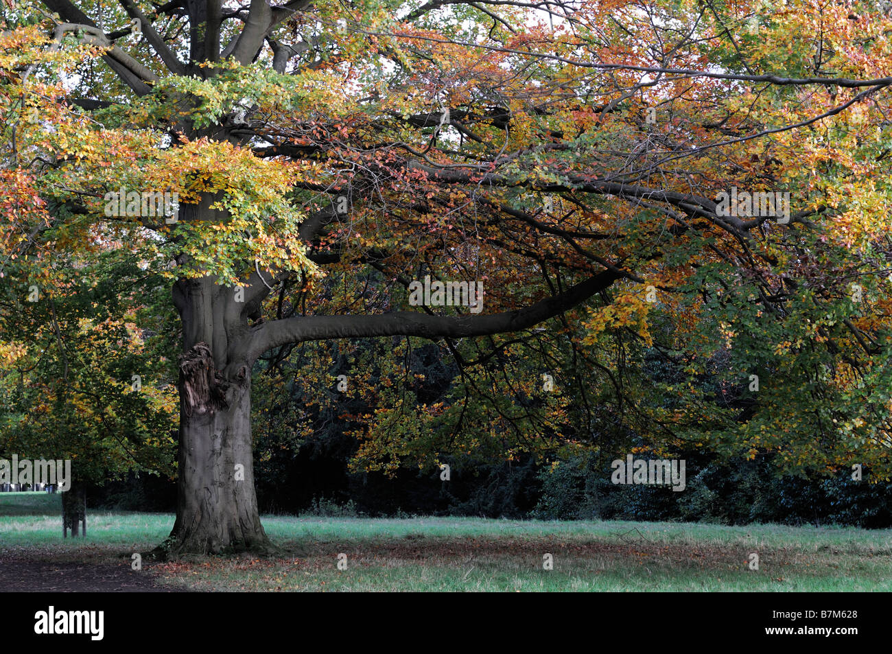 Phoenix Park Dublin Irland Avenue Pfad Buche Baum Bäume Herbst herbstliche Herbst Farbe Farbe Stockfoto