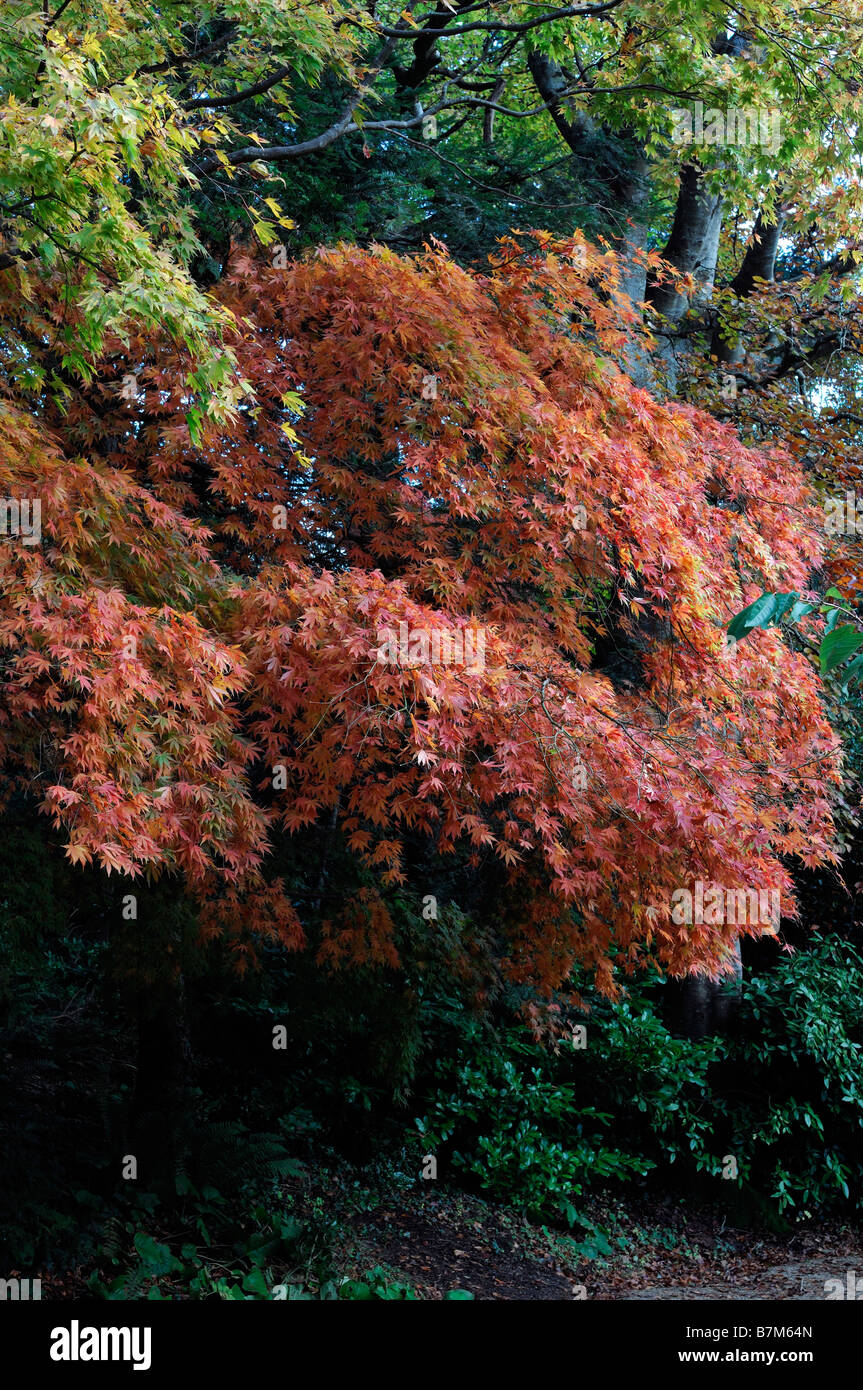 gelb orange farbigen Acer Palmatum Baum Herbst herbstliche Farbe Farbe fallen kleine Stockfoto