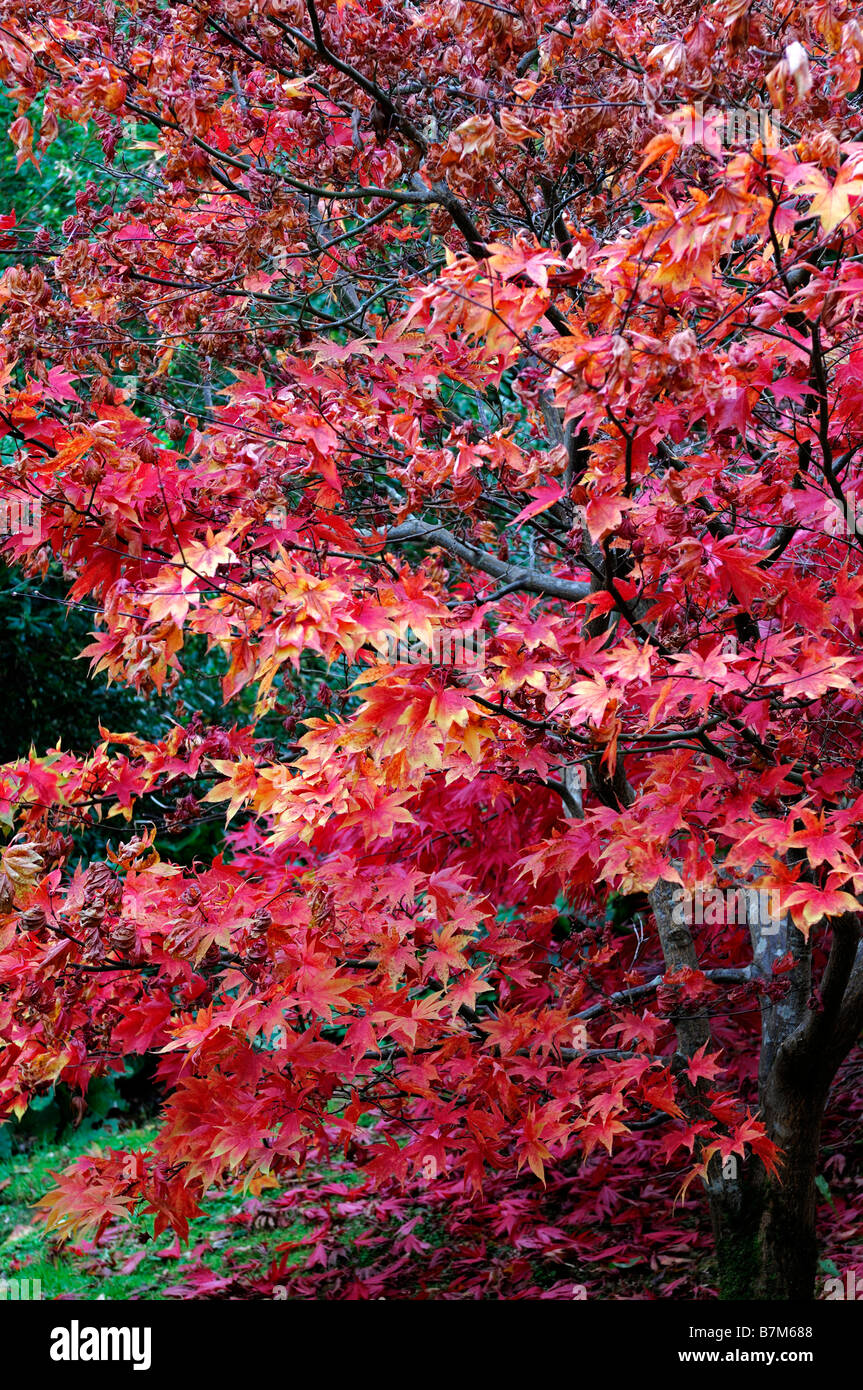 Orange gelb und feurige rote farbige Acer Palmatum Blätter Blatt Herbst herbstliche Herbst Farbe Farbe Baum Bäume Stockfoto