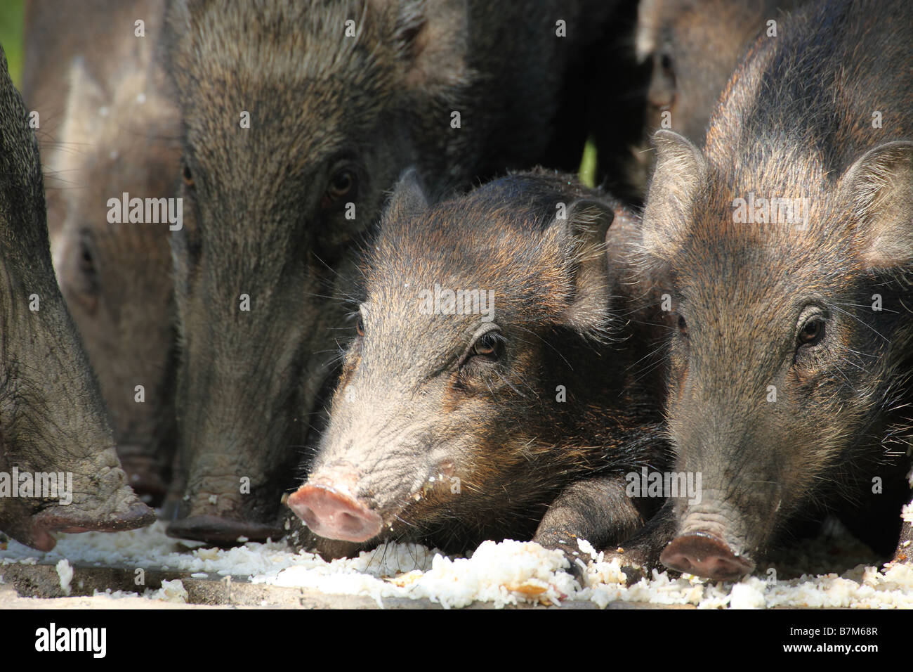Eine Packung von Wildschwein, Sus Scrofa, Essen für sie löschte durch Mitarbeiter des Hotels am Vikri Beach Resort, Pulau Pangkor, Malaysia Stockfoto