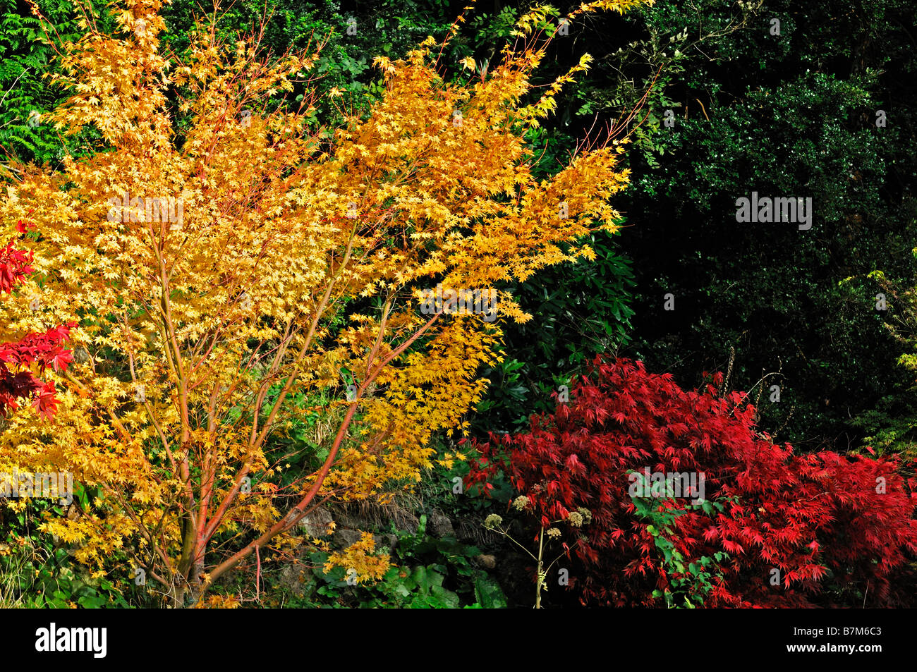 Orange gelb und feurige rote farbige Acer Palmatum Blätter Blatt Herbst herbstliche Herbst Farbe Farbe Baum Bäume Stockfoto