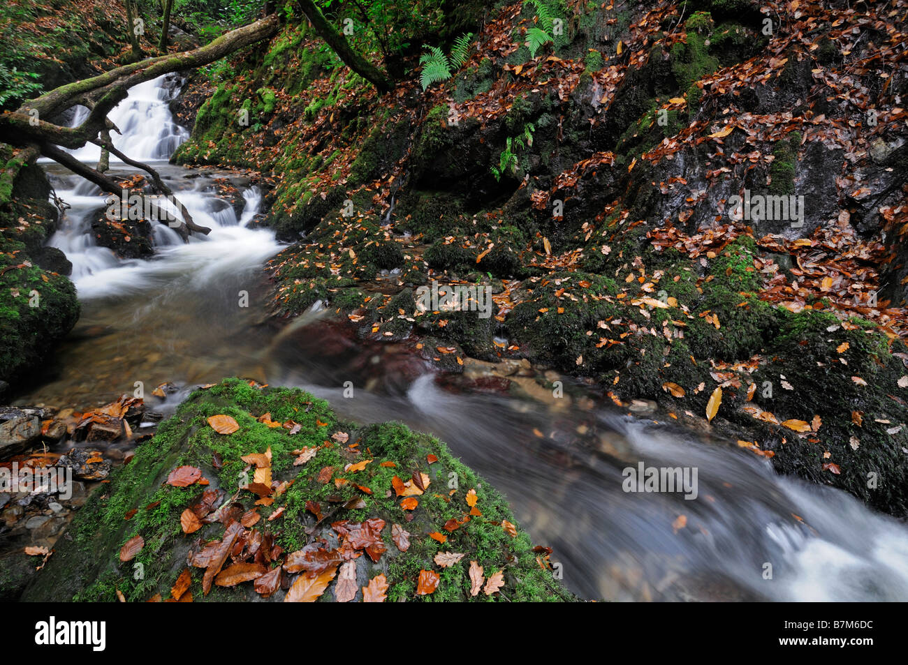 Wasserfall Fluss Strom gefallenen Baum seidigen weißen Fluss grün Unterholz Herbst Woodstock Gärten Inistioge Kilkenny Irland Stockfoto