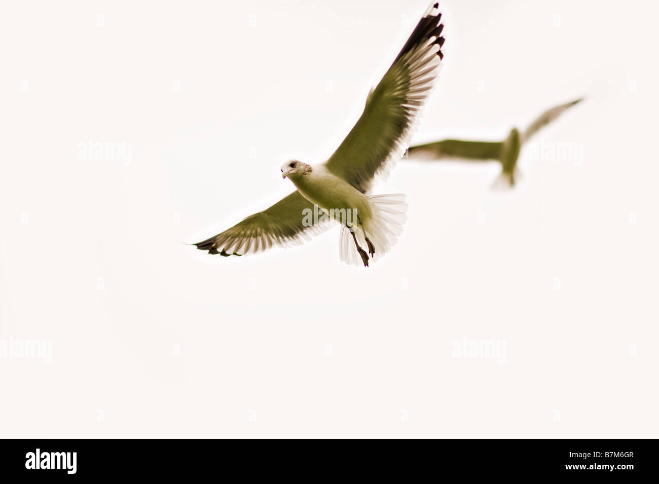 Möwe im Flug Venice Beach Los Angeles County California Vereinigten Staaten von Amerika Stockfoto