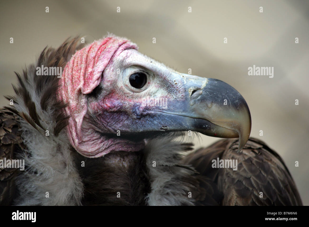 Leiter der Greif mit dem großen Schnabel in einem Profil Stockfoto