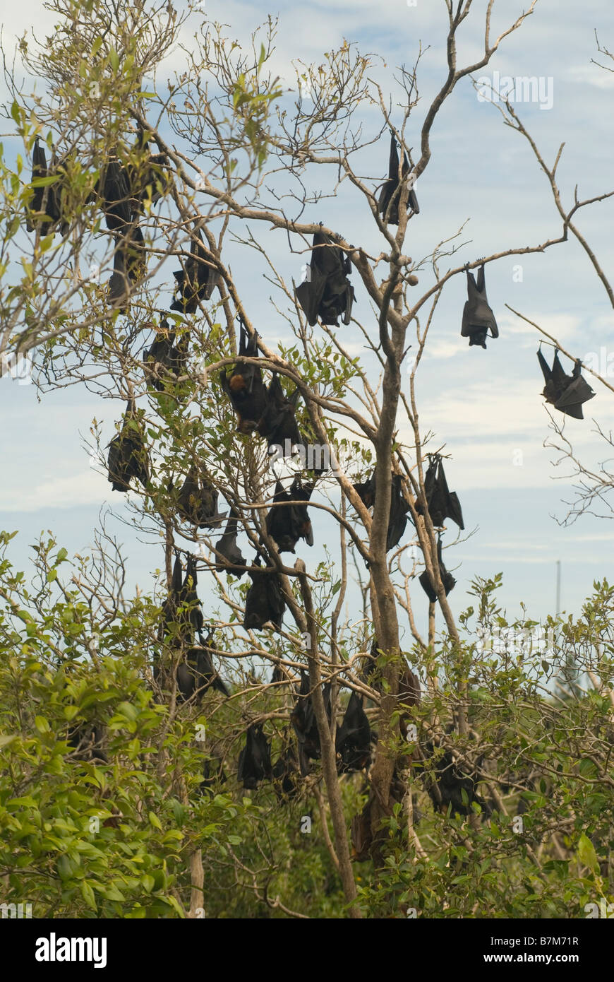 Mangrove fruit -Fotos und -Bildmaterial in hoher Auflösung – Alamy