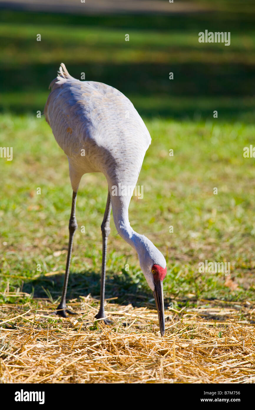 Sandhill Kran Stockfoto