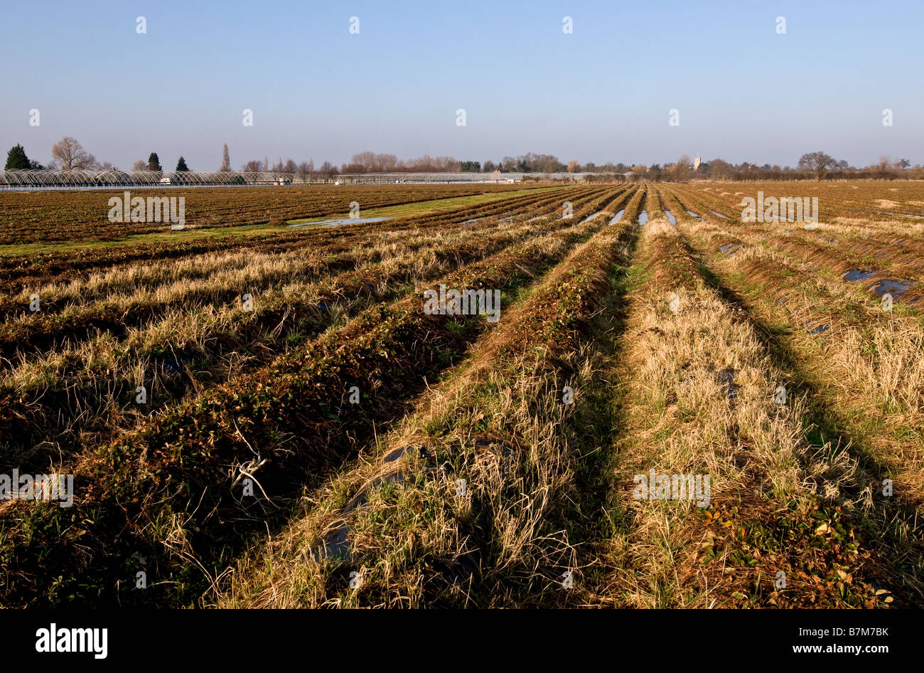 Furchen in einem Feld Stockfoto