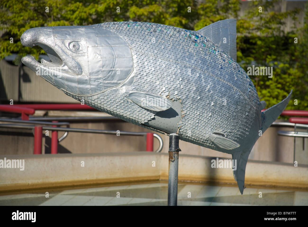 Dosenlachs von Chriis Wooten Vladimir Shakov Theatre Square Tacoma Washington State, USA Stockfoto