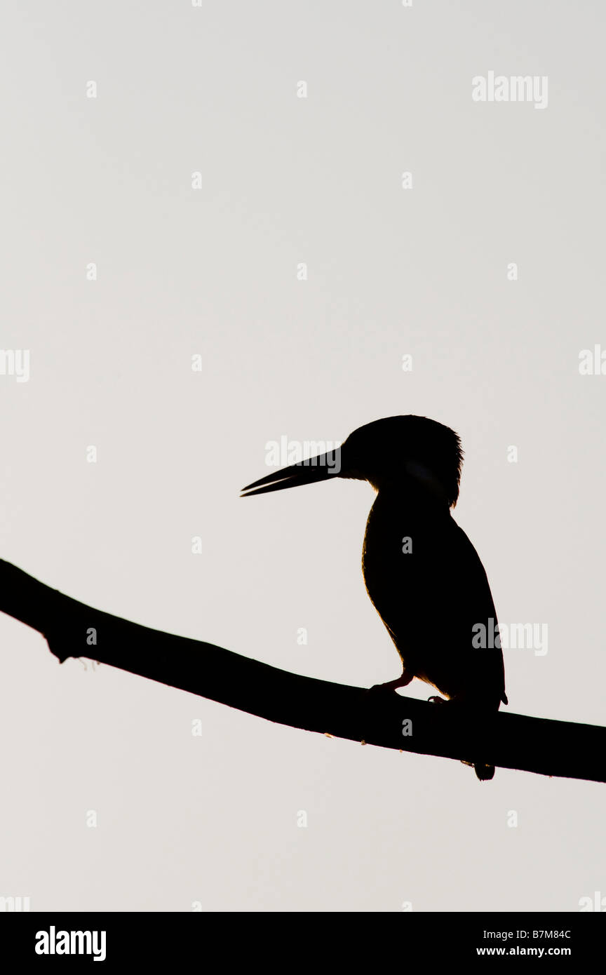 Silhouette der Eisvogel auf einem Stock auf einem Stick über einen Brunnen in der indischen Landschaft thront thront. Andhra Pradesh, Indien Stockfoto
