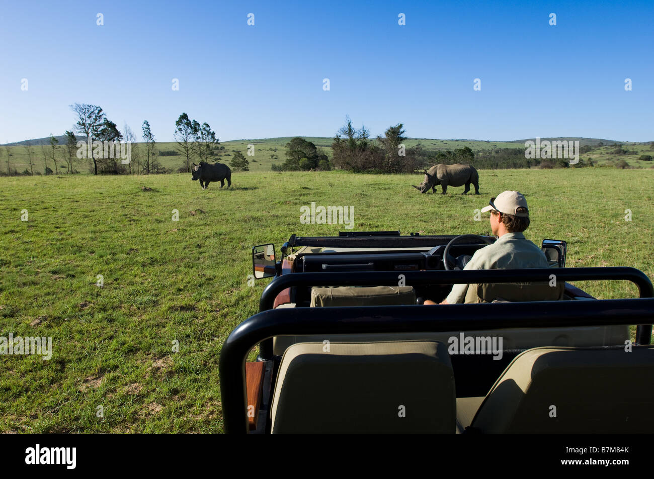 Aufnahme auf eine Pirschfahrt in Südafrika mit dem Ranger in den offenen Wagen und 2 Rhinos im Hintergrund sitzen Stockfoto