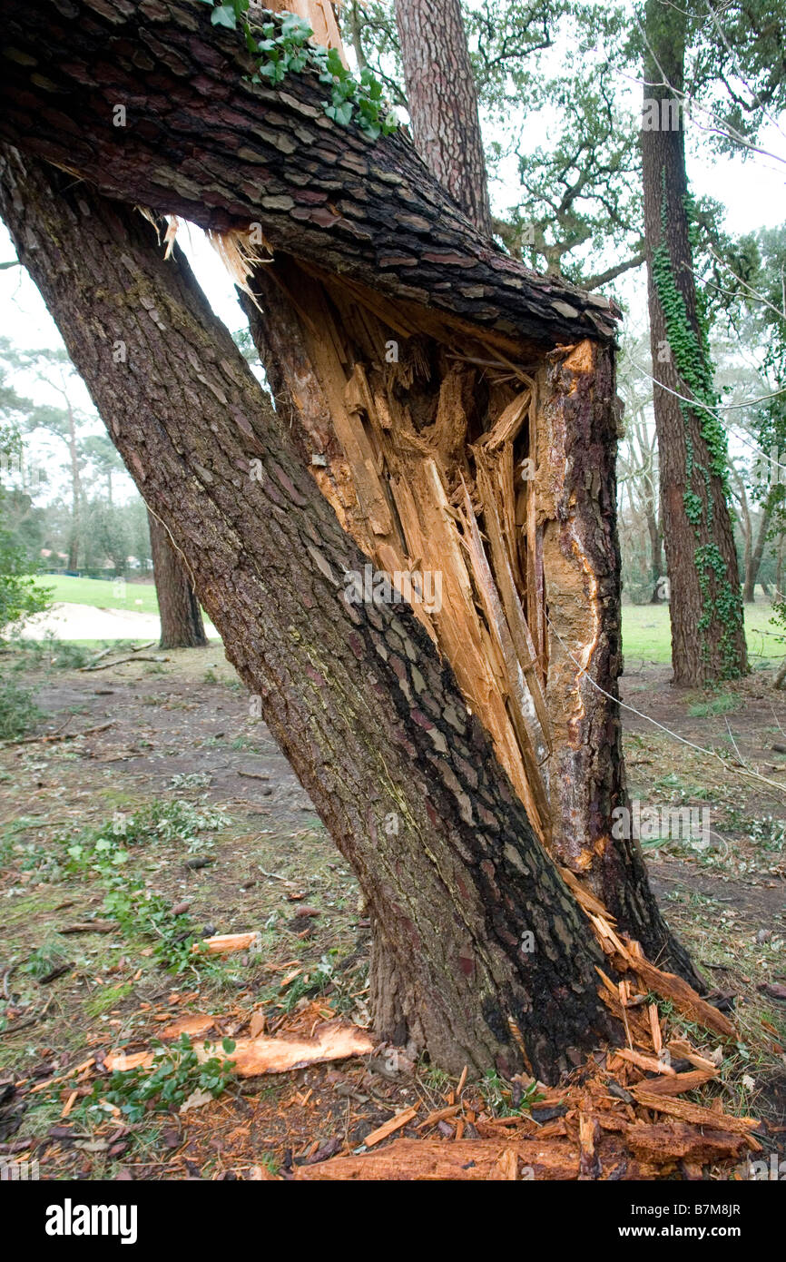 Schäden, die durch die Klaus Sturm in Südwestfrankreich. Dégâts Causés par la Tempête Klaus Dans le Sud-Ouest De La France. Stockfoto
