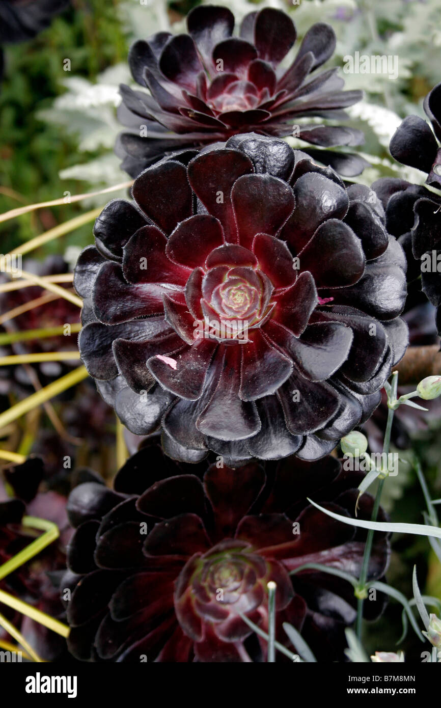 AEONIUM ARBOREUM ZWARTKOP. MEGALONIUM. Stockfoto