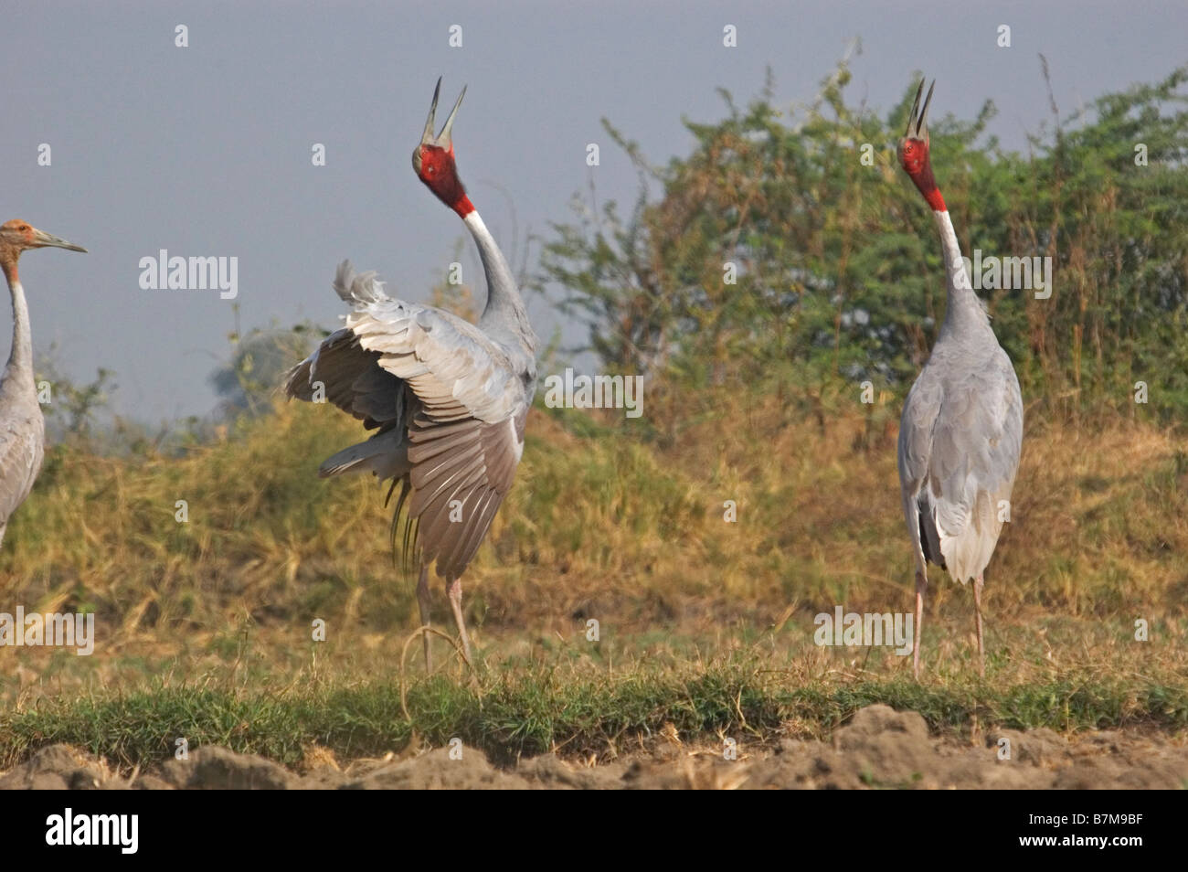 Stilicho Kran Berufung Stockfoto